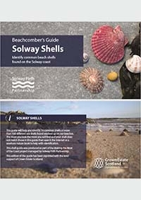 Beachcombers Guide Solway Shells