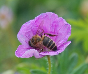 The Big Buzz festival @ Various – to find out more check out the following link: https://www.cumbriawildlifetrust.org.uk/big-buzz-national-pollinator-conference-Fringe-2022