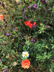 The Big Buzz planting event @ Allonby Greens